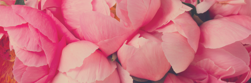 Close up of pink peony flowers. 