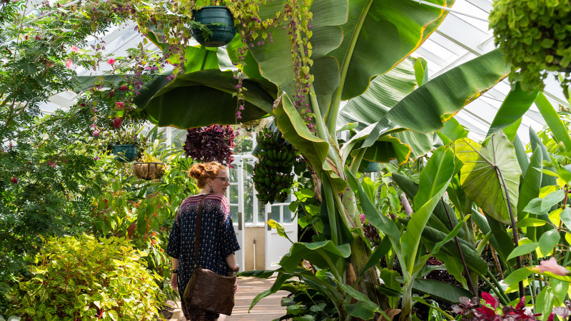 Woman walking through a greenhouse surrounded by plants at Dunedin Botanic Gardens
