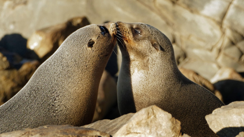 NZ Fur seal pups embracing