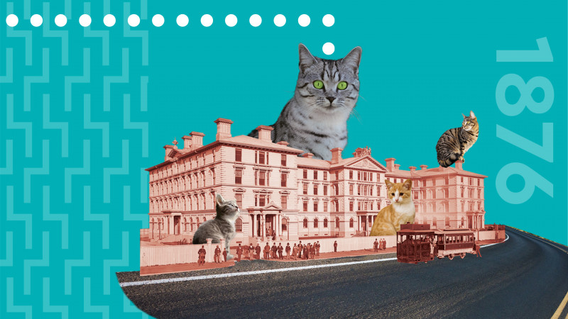 Cats watch over Old Government Buildings in a historical collage style photo.