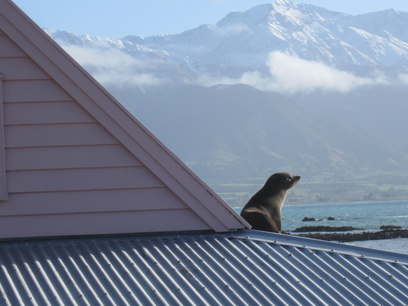 Seal on the roof of Fyffe House, with mountains in the background.