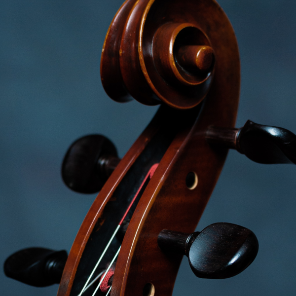 Close up of the scroll and pegs of a cello.