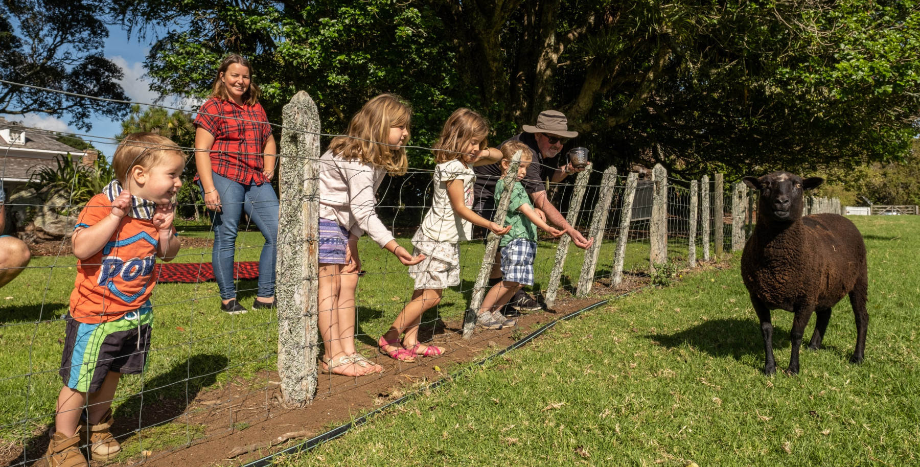 Children lean on a fence watching an intense black sheep.