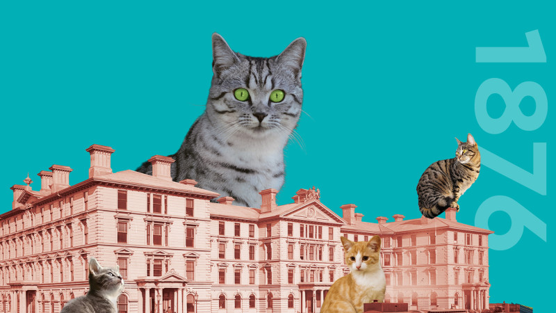 Many cats surround Old Government Buildings.